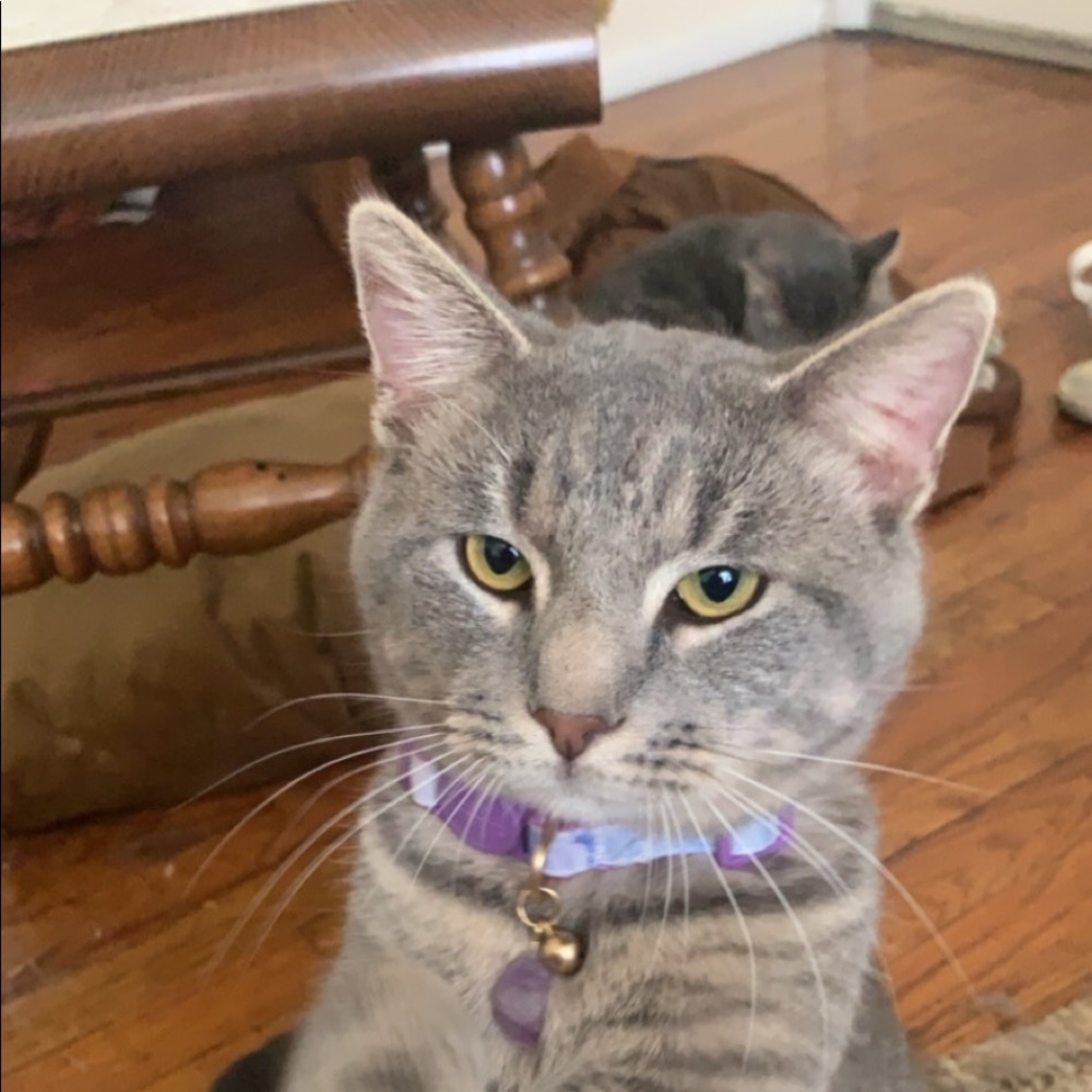 Meet your Posher, Janine